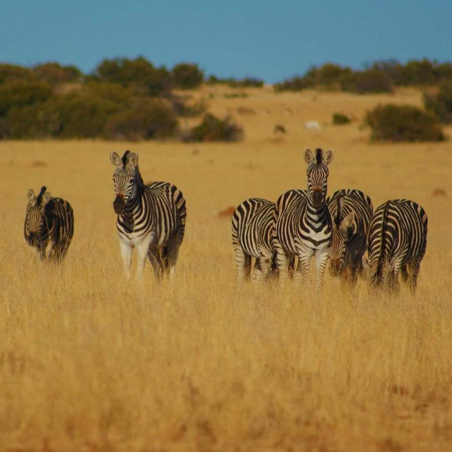 Letsatsi Game Lodge Smithfield エクステリア 写真