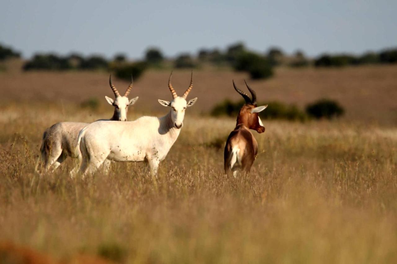 Letsatsi Game Lodge Smithfield エクステリア 写真