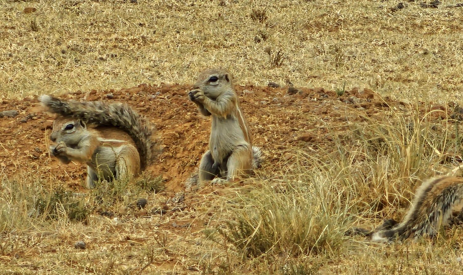 Letsatsi Game Lodge Smithfield エクステリア 写真