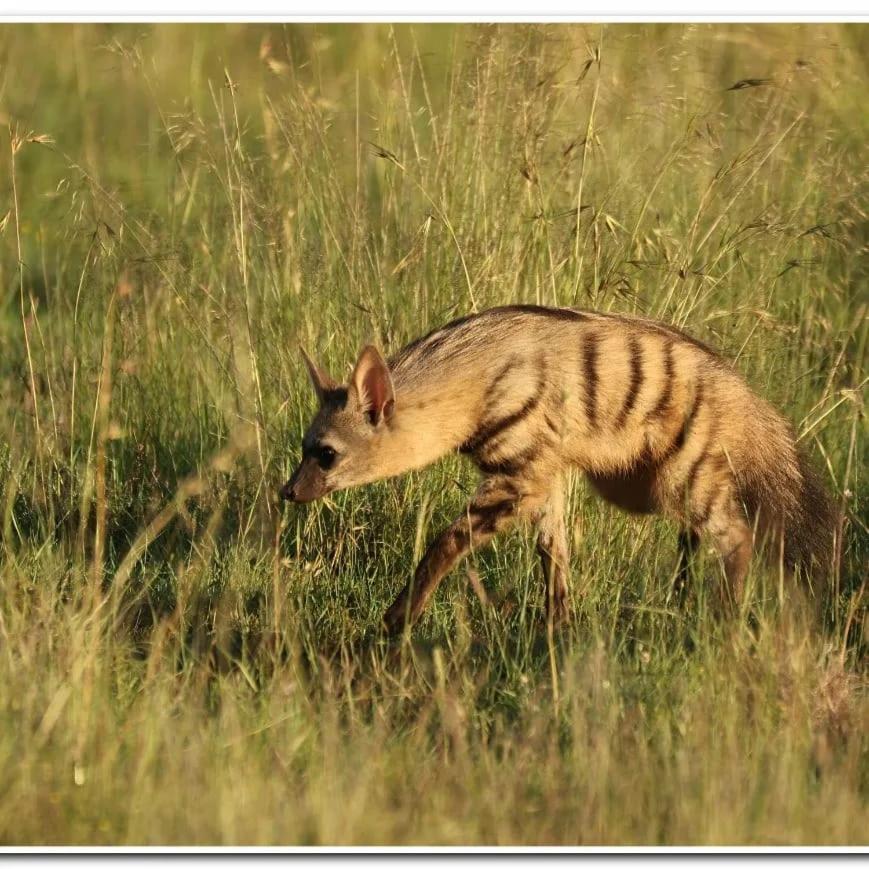Letsatsi Game Lodge Smithfield エクステリア 写真